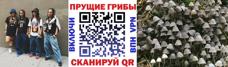 Купить где  Якутск  Галлюциногенные грибы Psilocybe 
